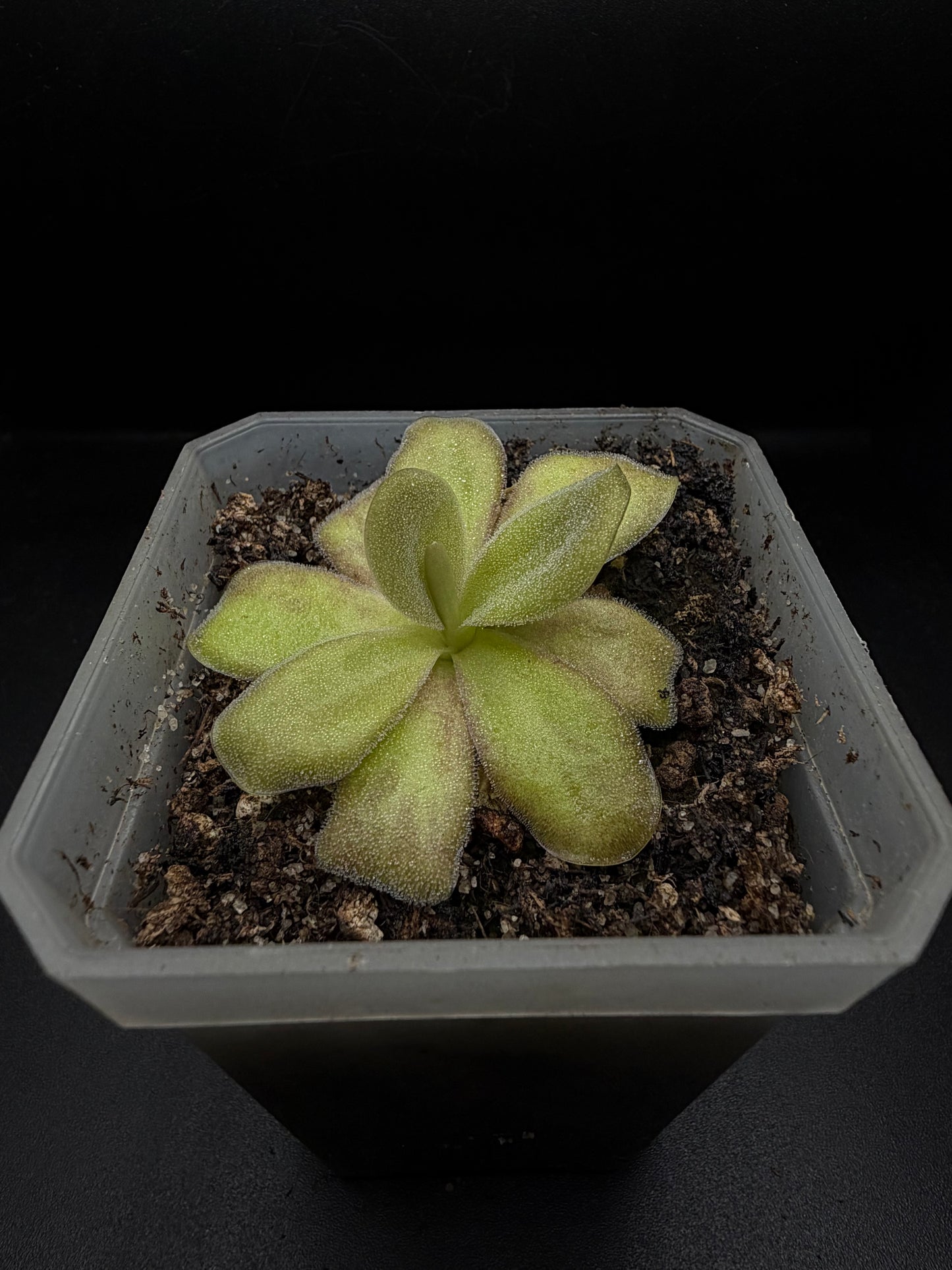 P. Agnata 'CSUF' (scented flower)