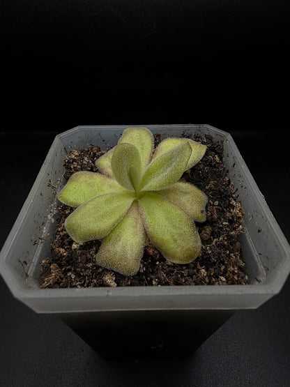 P. Agnata 'CSUF' (scented flower)