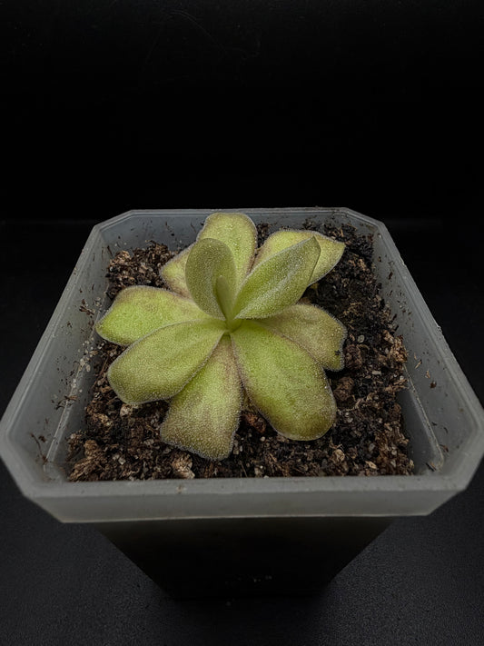 P. Agnata 'CSUF' (scented flower)