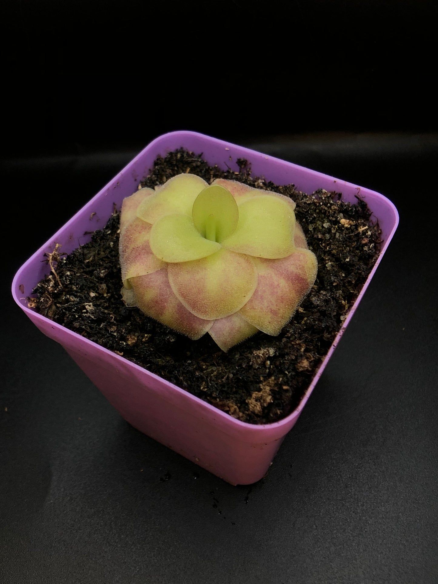 P. Agnata 'El Lobo' x 'Huahuapan' (Red clone)