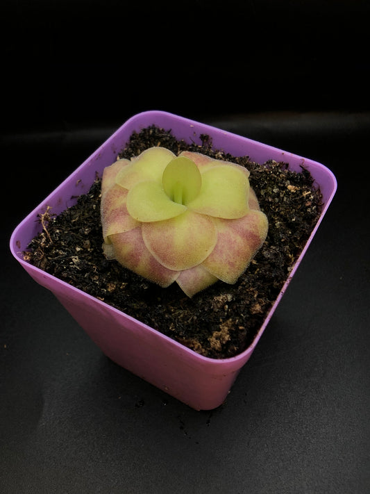 P. Agnata 'El Lobo' x 'Huahuapan' (Red clone)