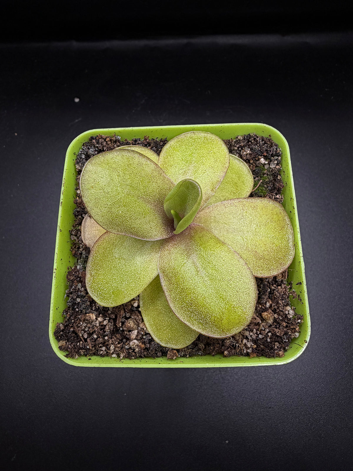 P. 'Razzberry Blonde'