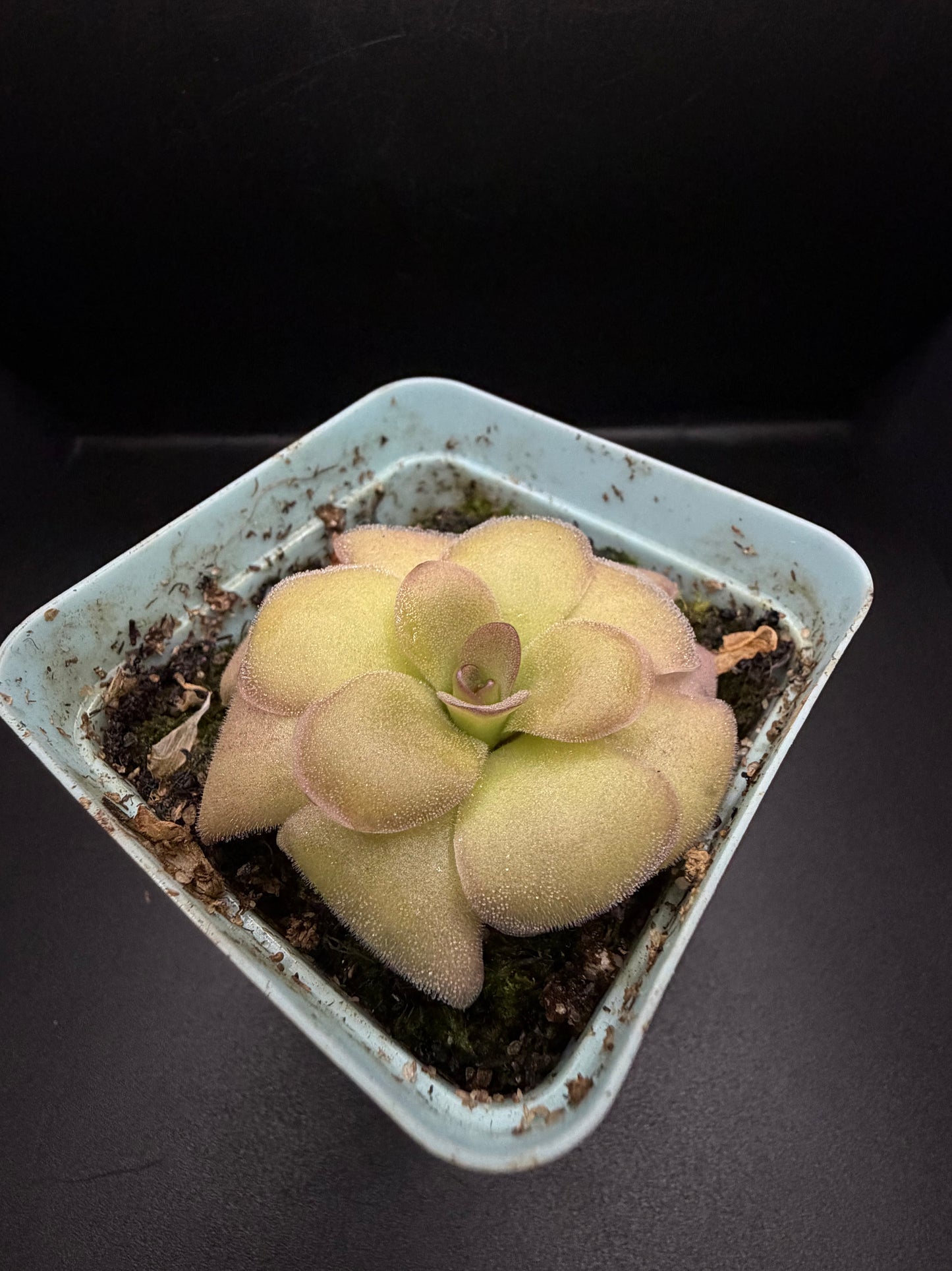 P. Laueana x Agnata 'El Lobo'