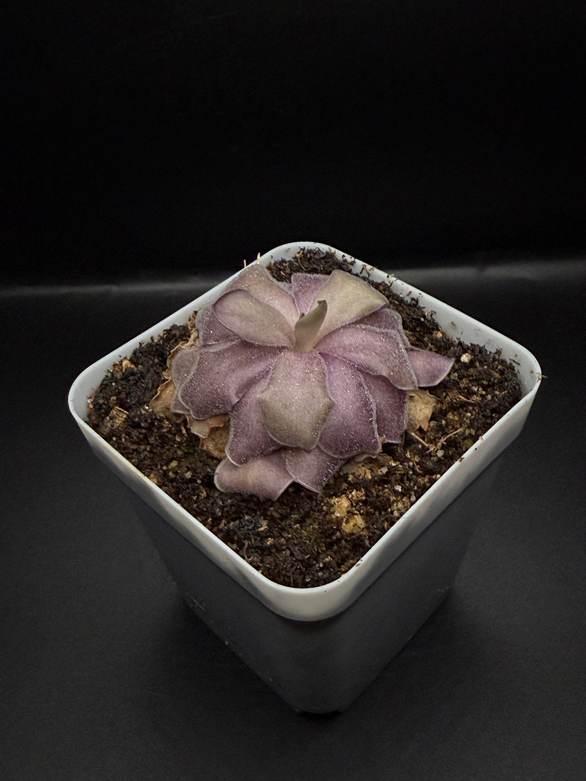P. Agnata x Cyclosecta