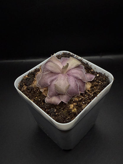 P. Agnata x Cyclosecta