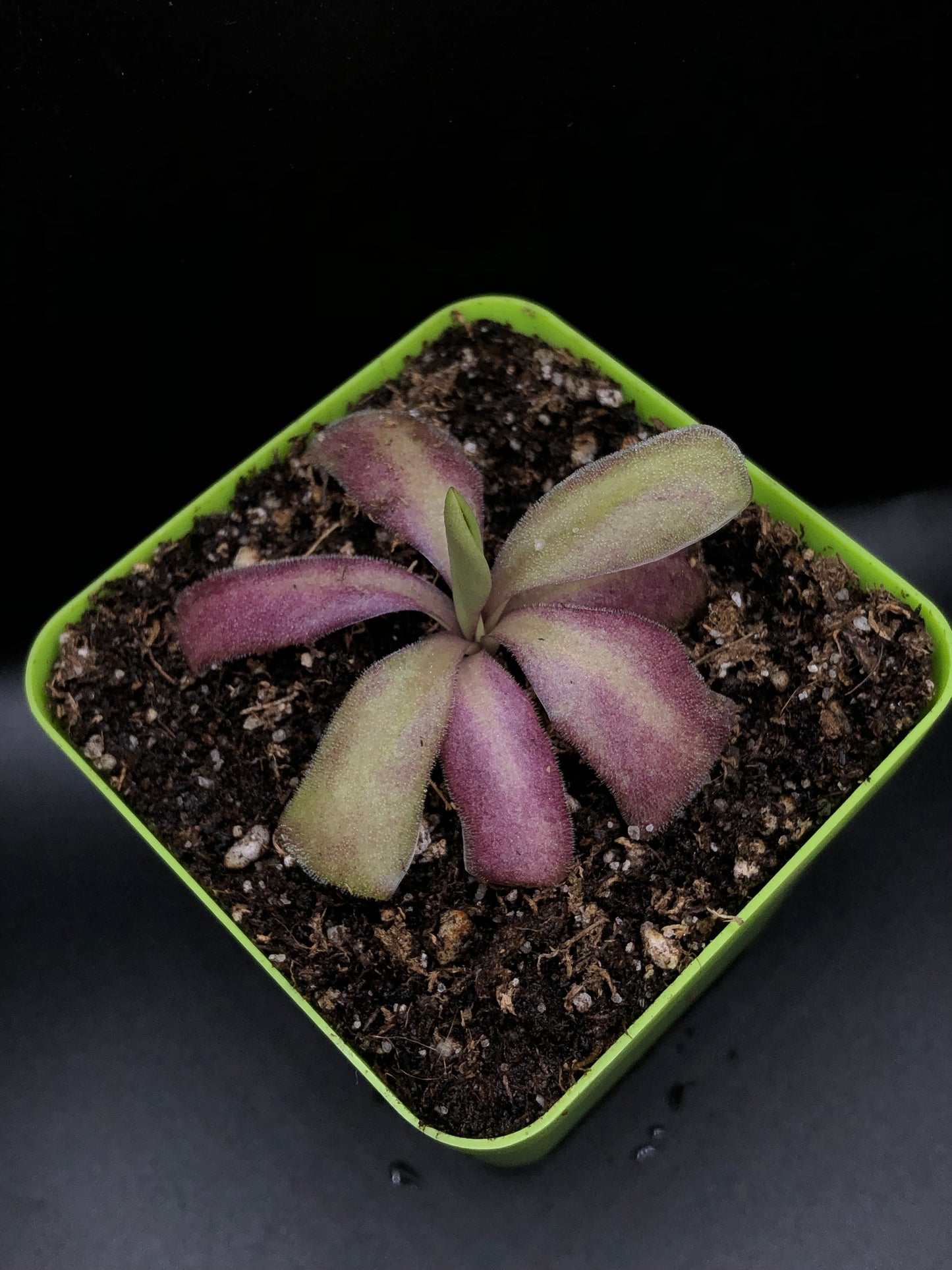 P. x 'Lavender Lacewing'