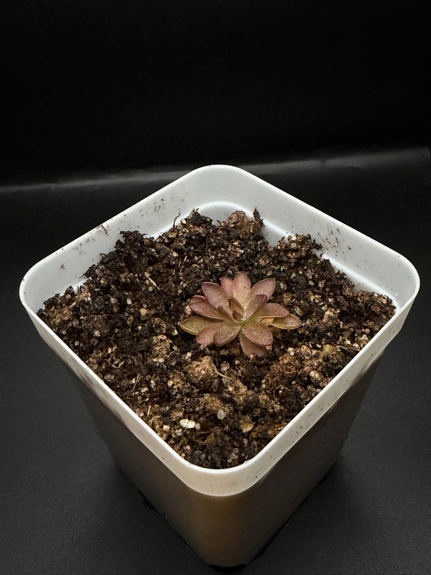 P. 'BCP Crystal'