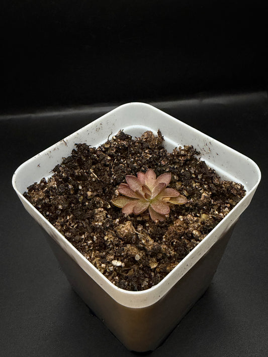 P. 'BCP Crystal'