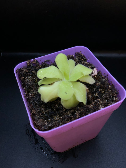 P. 'Pecosita'