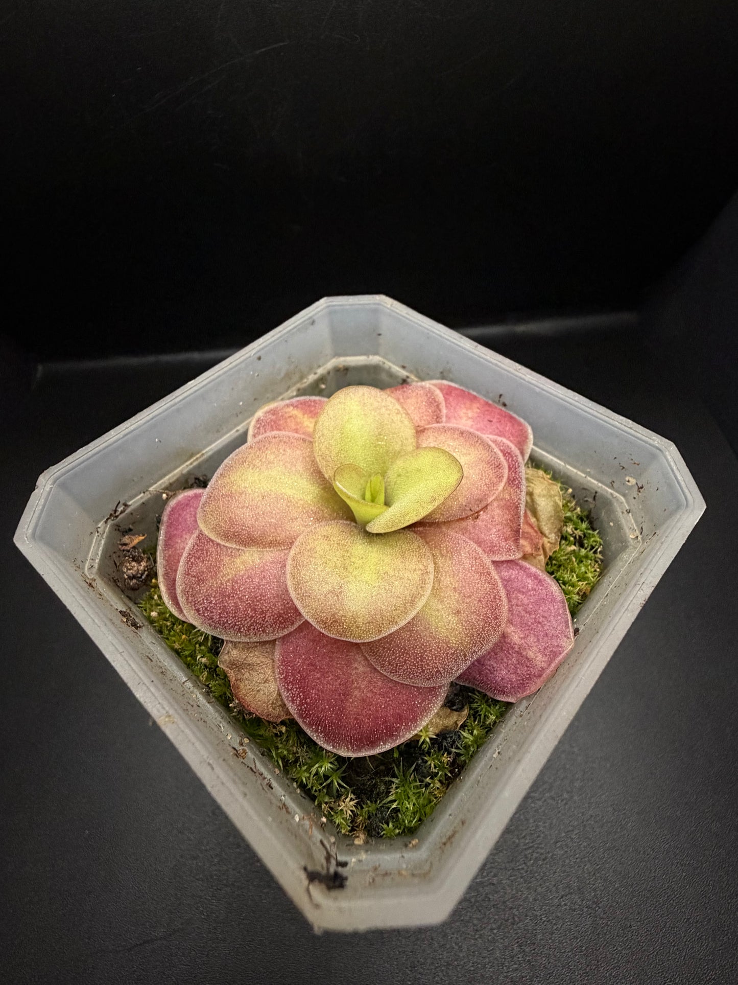 P. Agnata 'El Lobo' x 'Huahuapan' (red clone)