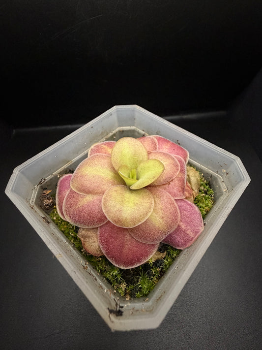 P. Agnata 'El Lobo' x 'Huahuapan' (red clone)