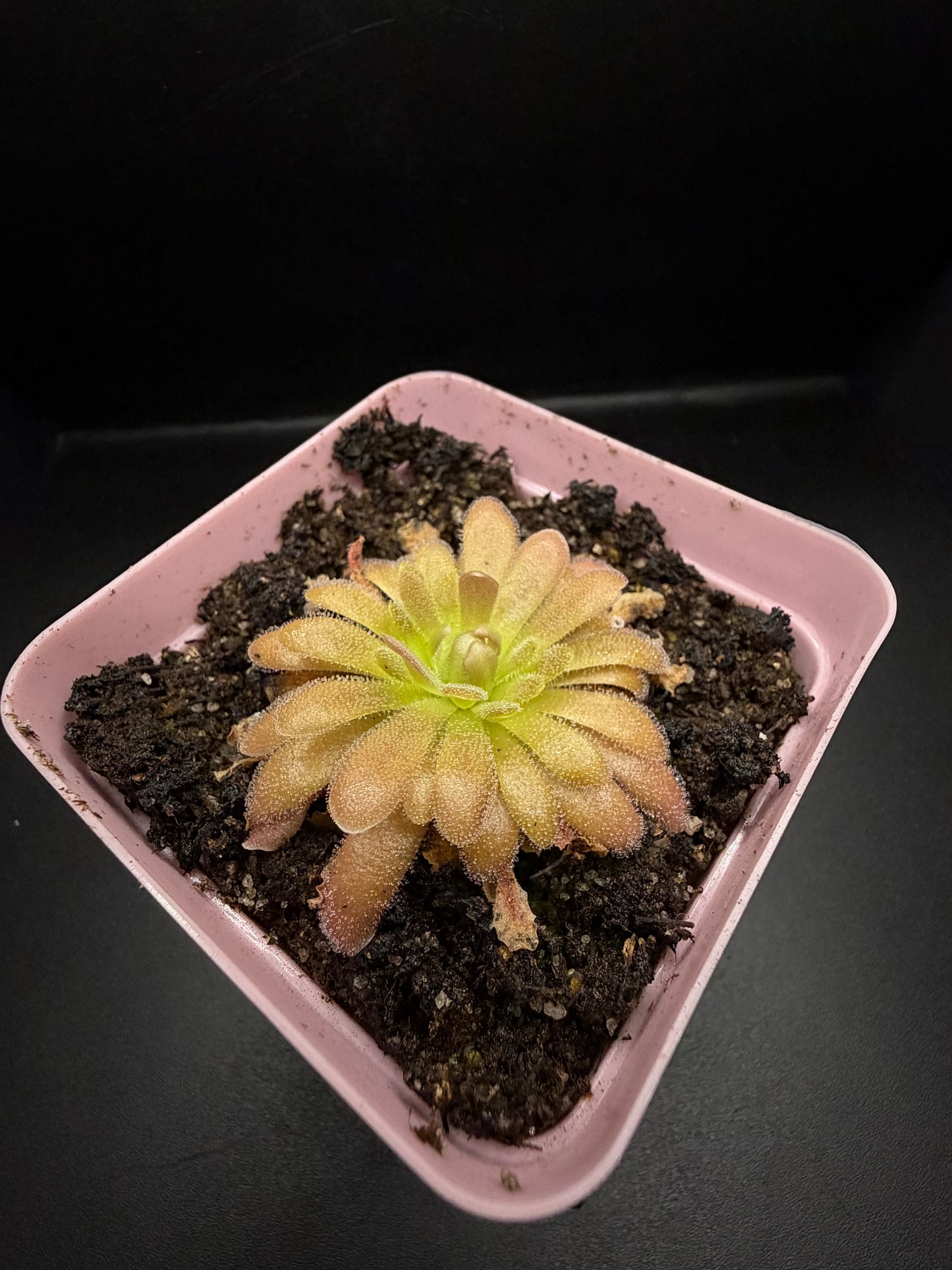 P. Gypsicola x 'Sethos'