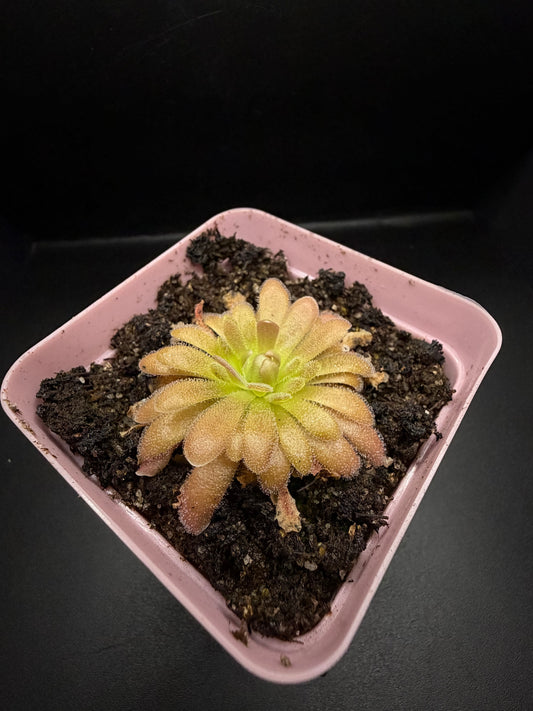 P. Gypsicola x 'Sethos'