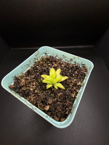 P. Gigantea x Medusina