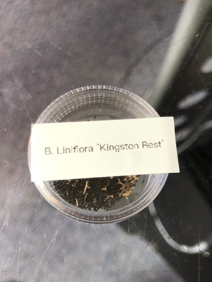 B. Liniflora 'Kingston Rest'