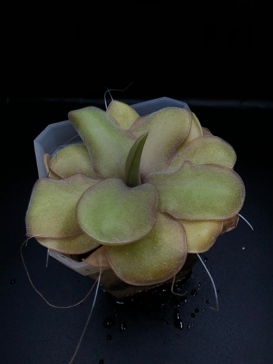 P. 'Riva'