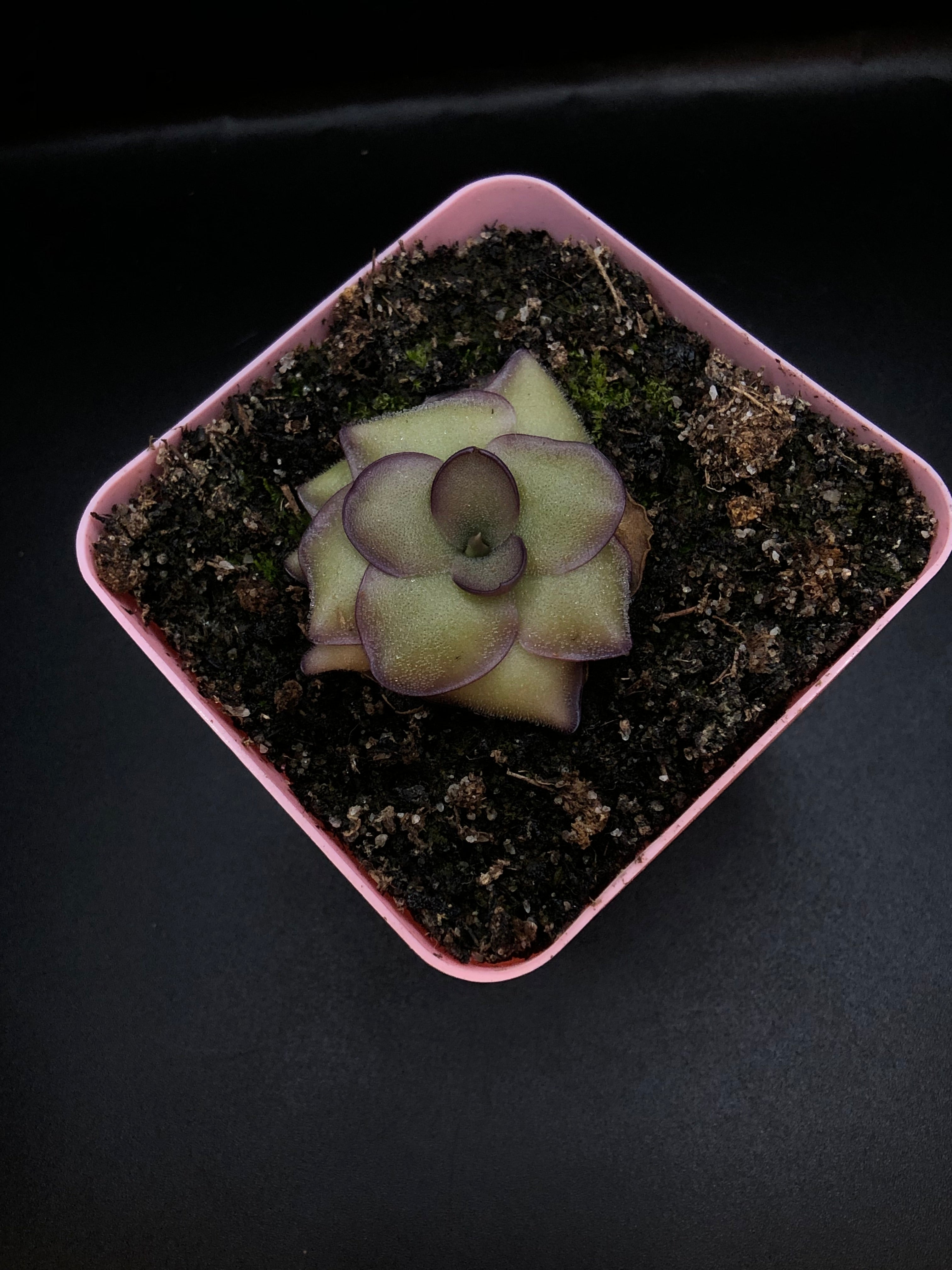 Spotlight Plants – Turlock Carnivores