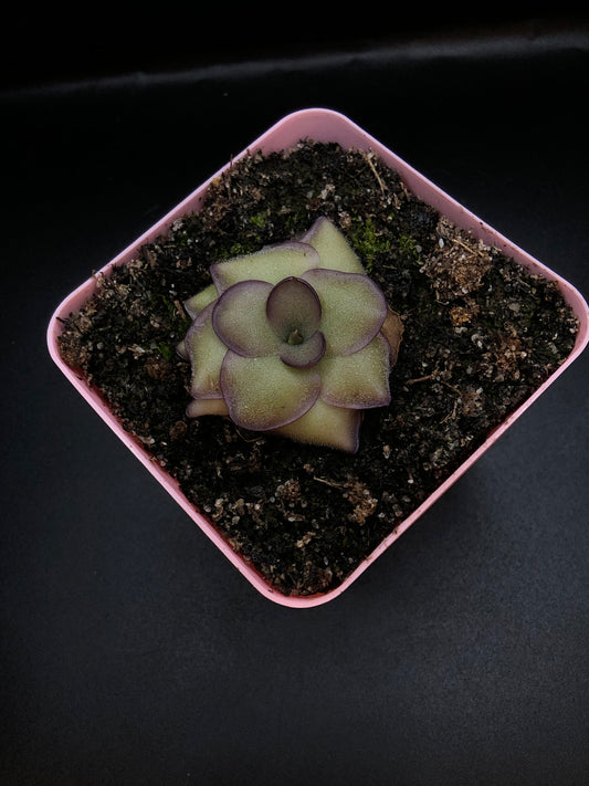 P. 'Leilani'