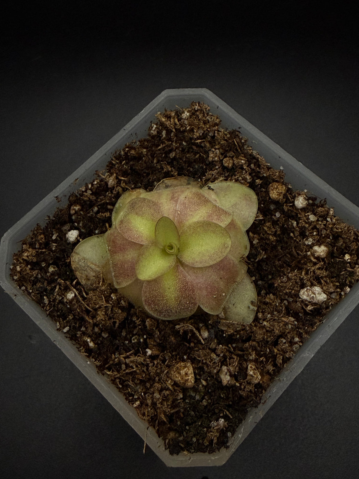 P. Agnata 'El Lobo' x 'Huahuapan' (red clone)
