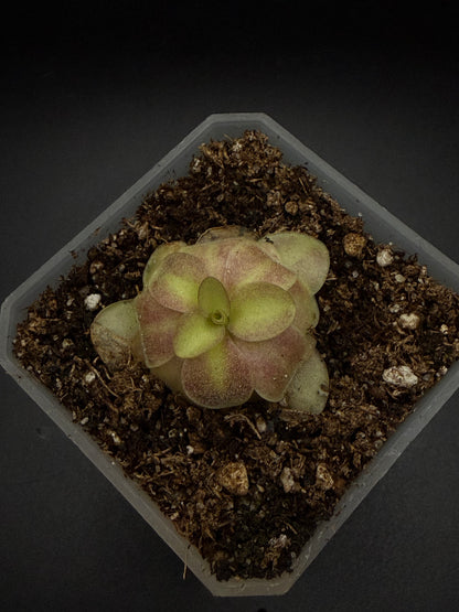 P. Agnata 'El Lobo' x 'Huahuapan' (red clone)