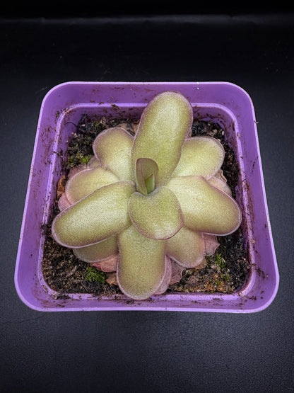P. Gigantea x Laueana 'red'