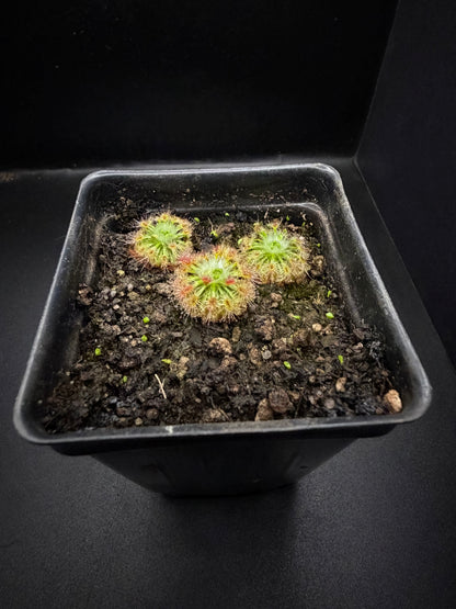 Pygmy sundew GEMMAE: D. Sewelliae (8+ gemmae)