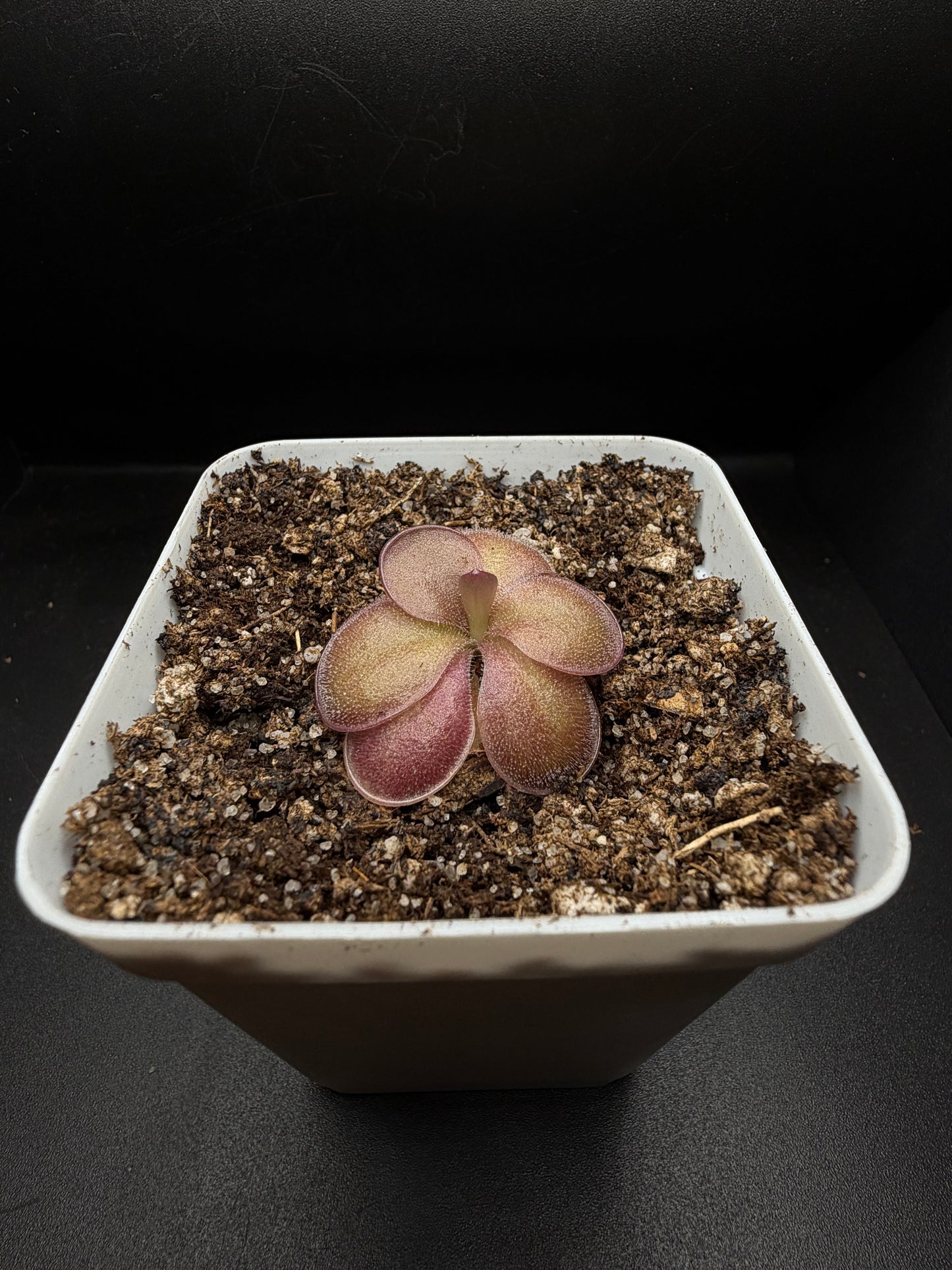 P. 'Peaches'