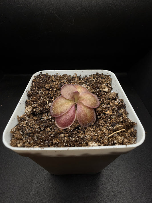 P. 'Peaches'