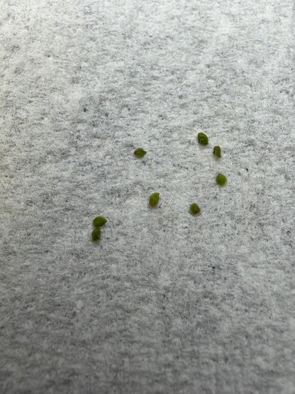 Pygmy sundew GEMMAE: D. Trichocaulis (8+ gemmae)