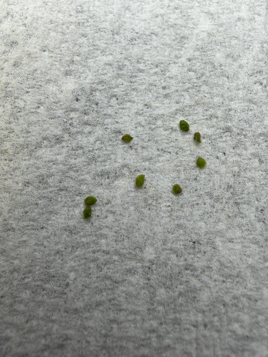 Pygmy sundew GEMMAE: D. Trichocaulis (8+ gemmae)