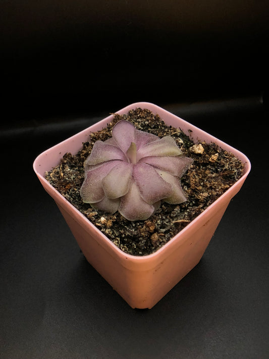 P. Agnata x Cyclosecta