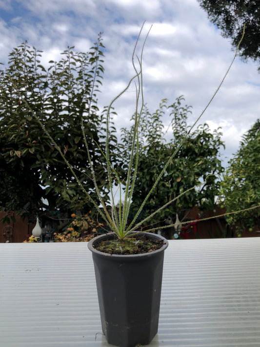 B. Gigantea 'pink flower' x Gigantea 'Bibbulmun Track' (Exclusive x from TurlockCarnivores) W/ Free Perennial Byblis seed kit!