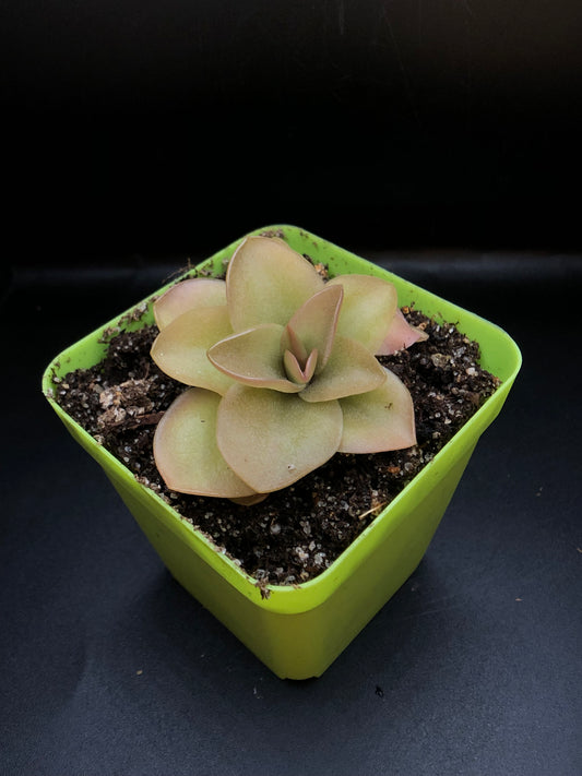 P. sp. Guatemala