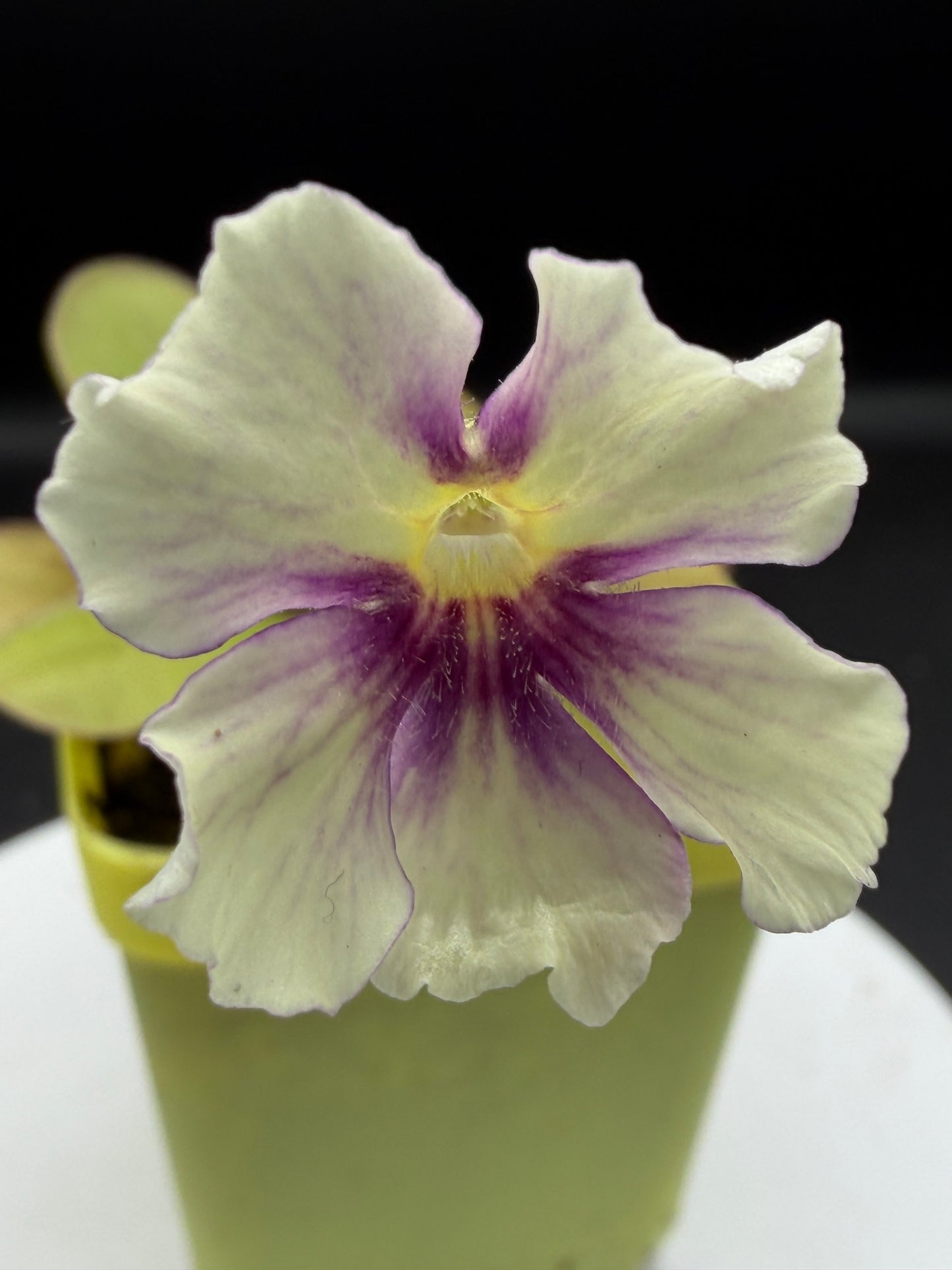 P. 'Razzberry Blonde'