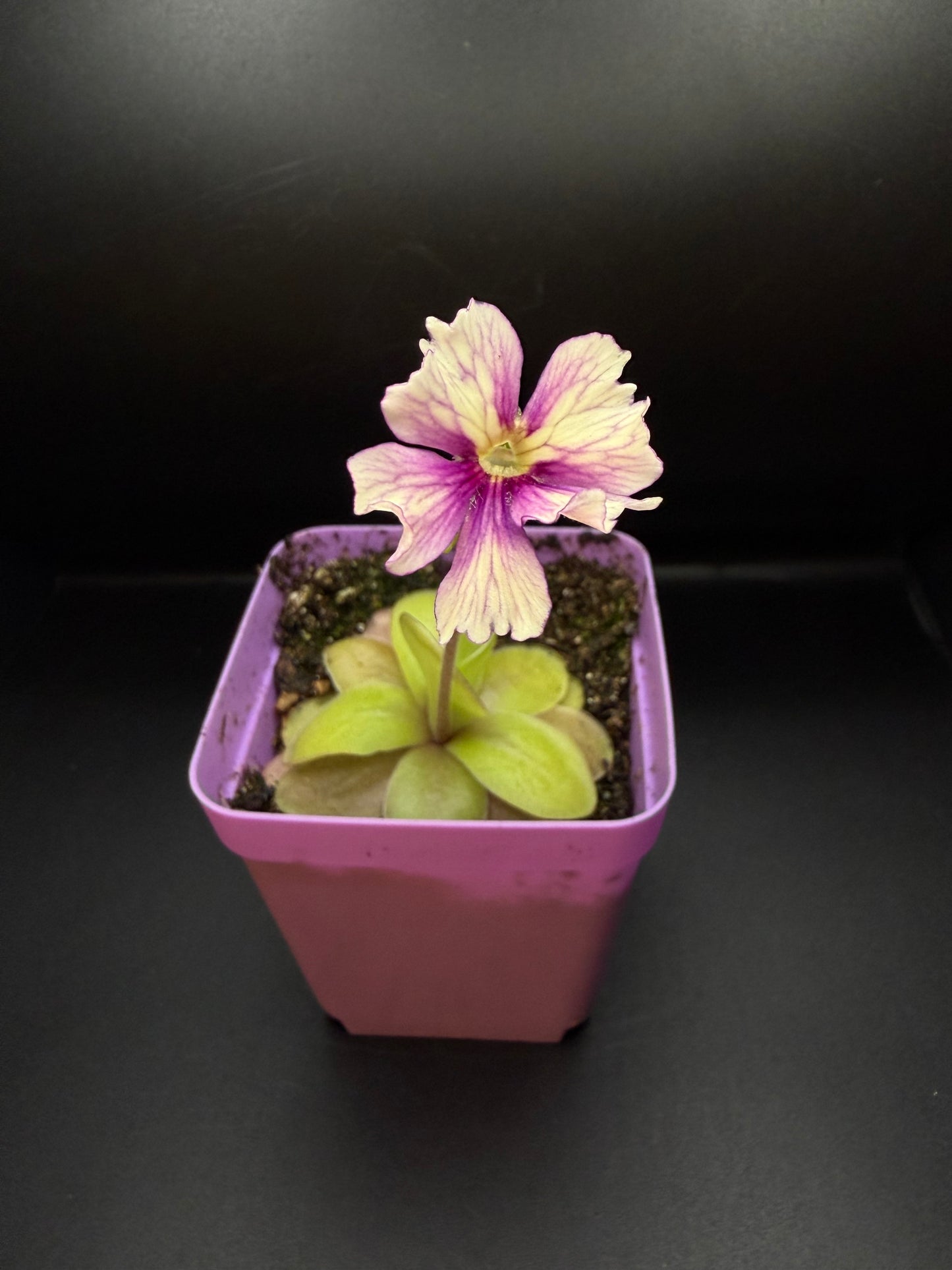 P. 'Razzberry Blonde' (In bloom)