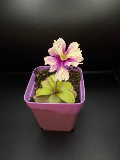 P. 'Razzberry Blonde' (In bloom)