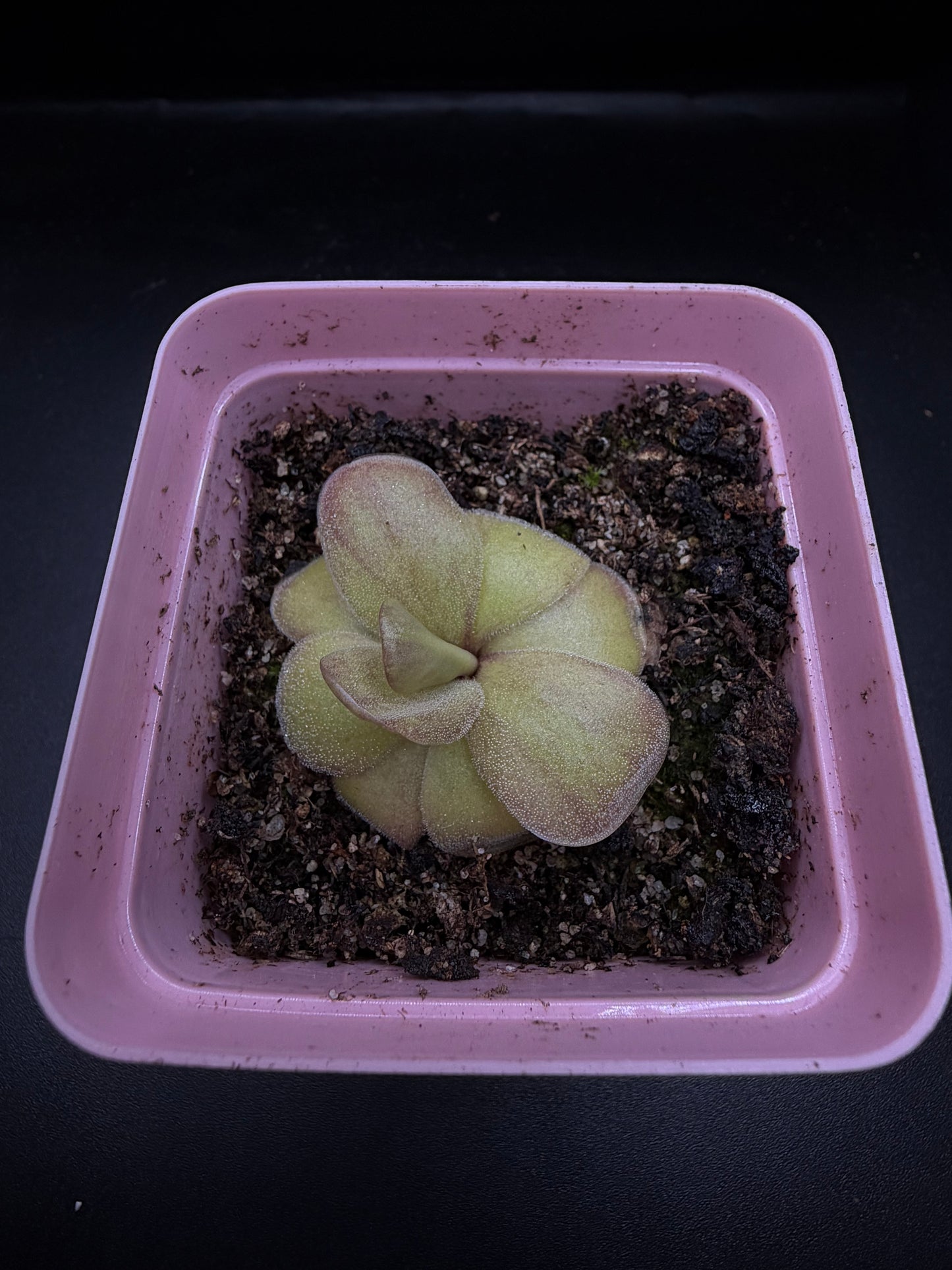 P. Agnata 'El Lobo' x 'Huahuapan' (red clone)