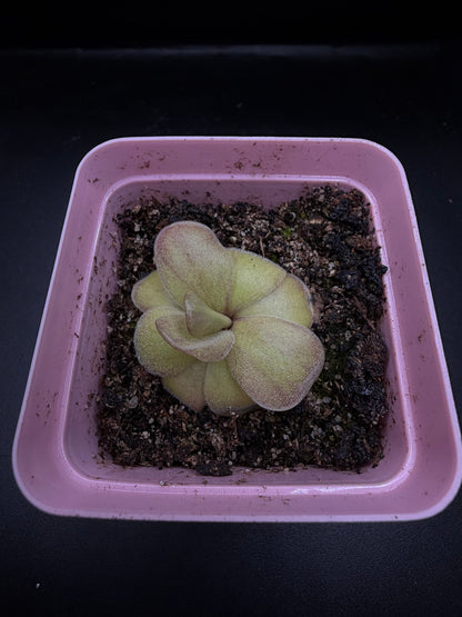 P. Agnata 'El Lobo' x 'Huahuapan' (red clone)