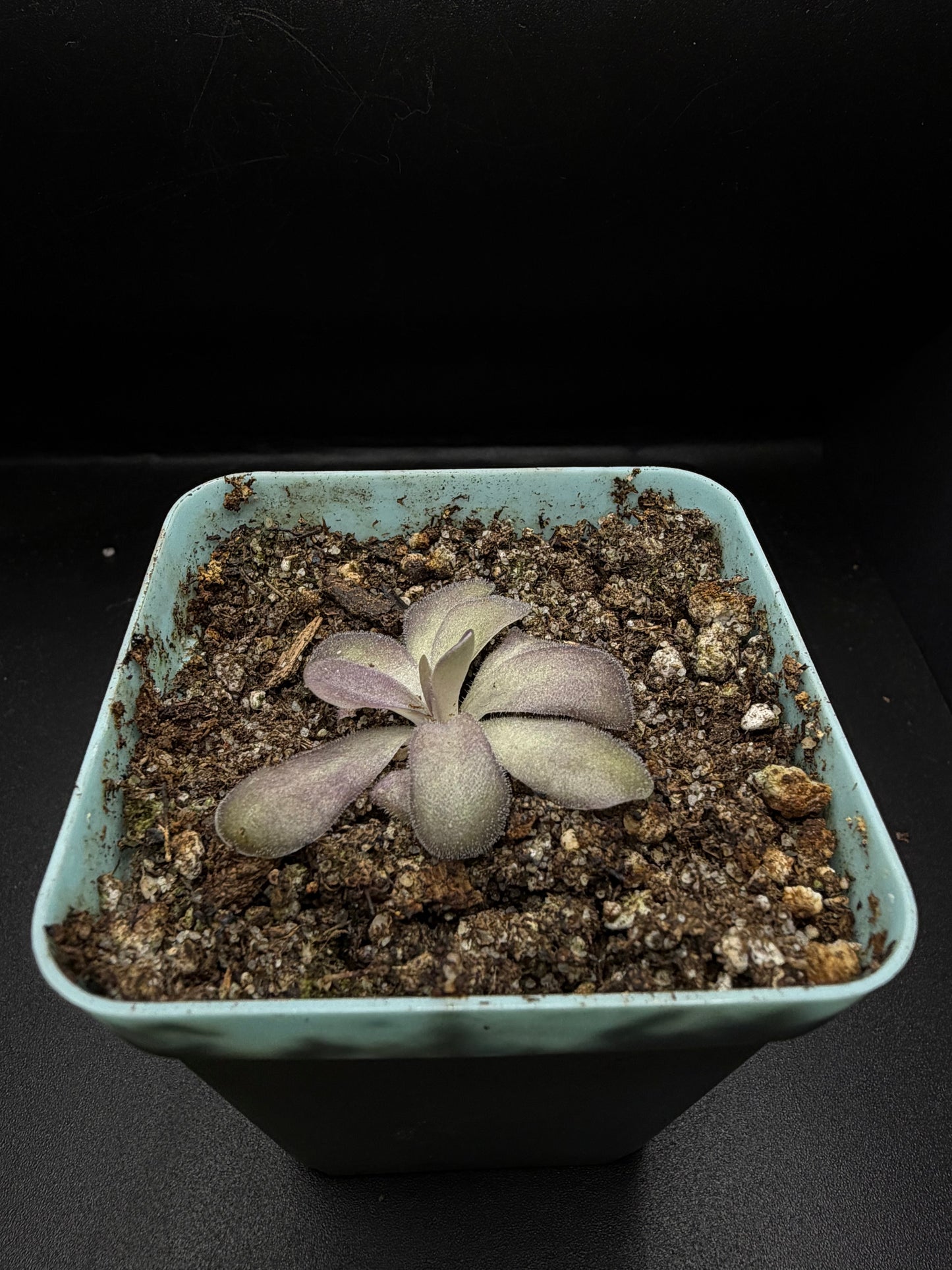 P. 'Penny'