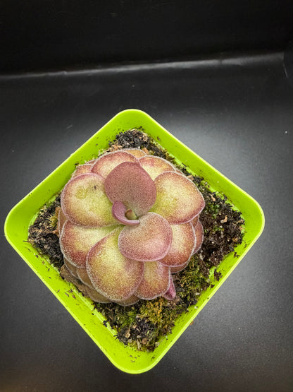 P. ‘Weser’ x Agnata 'El Lobo'