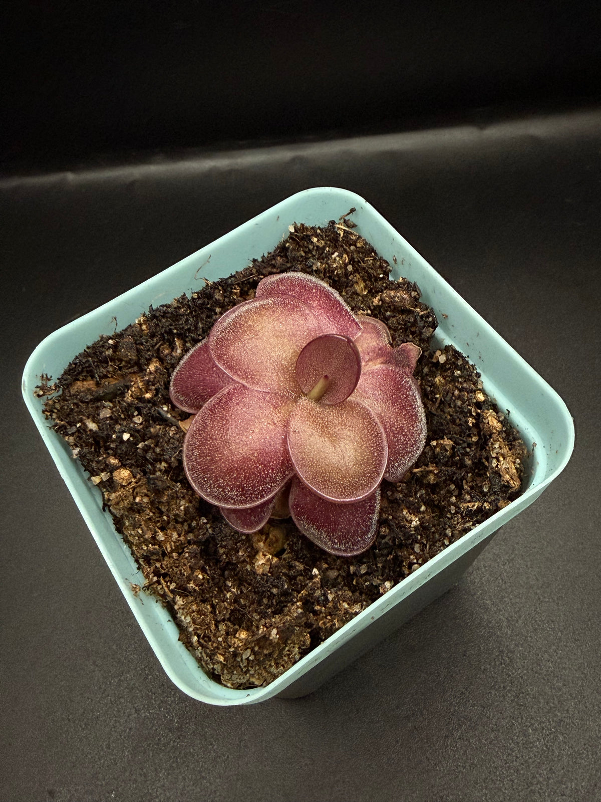 P. 'Peaches'
