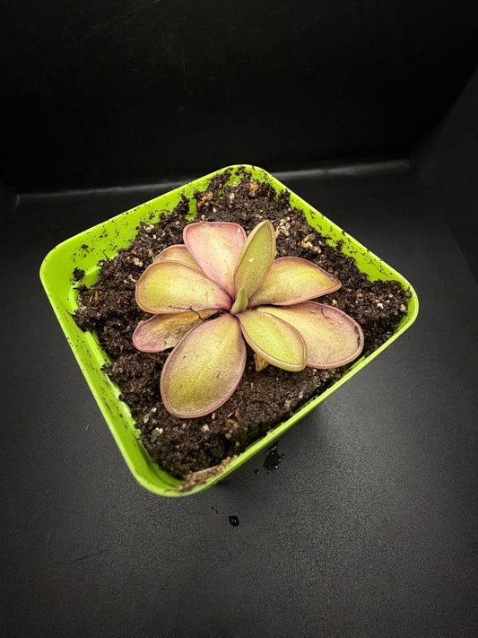 P. Moranensis var. alba x Emarginata