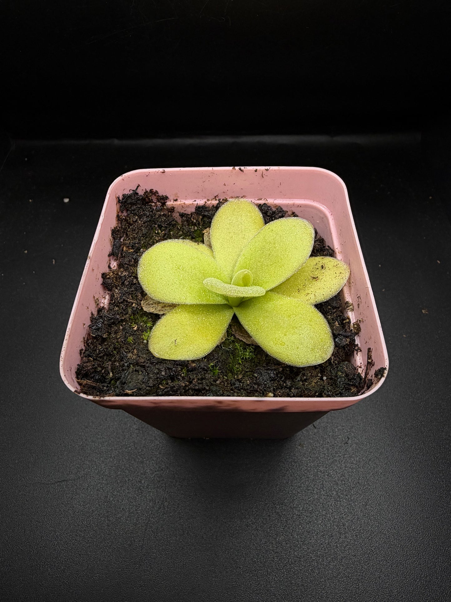 P. Gigantea 'red blush'