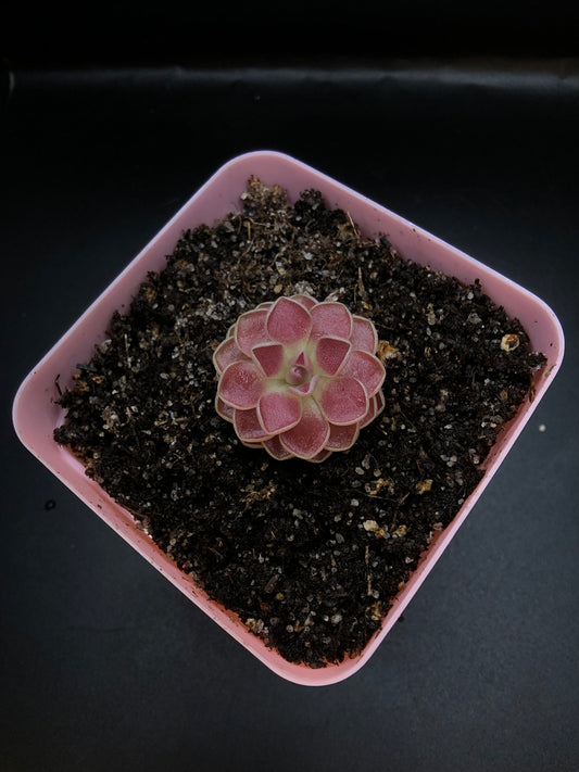 P. 'Florian'