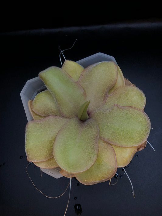 P. 'Riva'