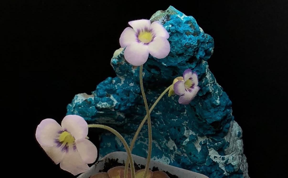 P. Agnata 'CSUF' (scented flower)