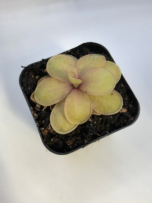 P. 'Riva'