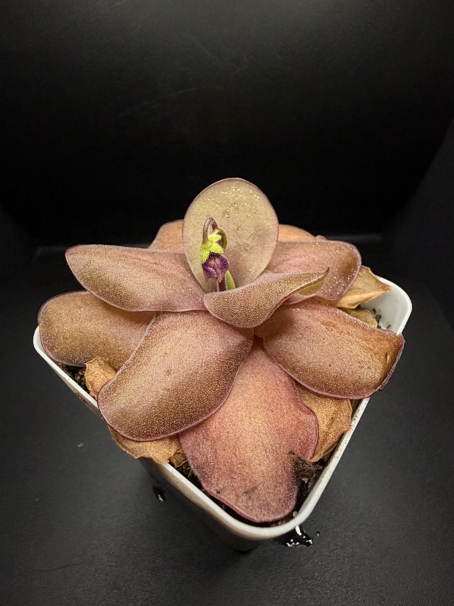 P. 'Razzberry Blonde' (In bloom)