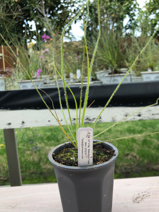 B. Gigantea 'pink flower' x Gigantea 'Bibbulmun Track' (Exclusive x from TurlockCarnivores) W/ Free Perennial Byblis seed kit!