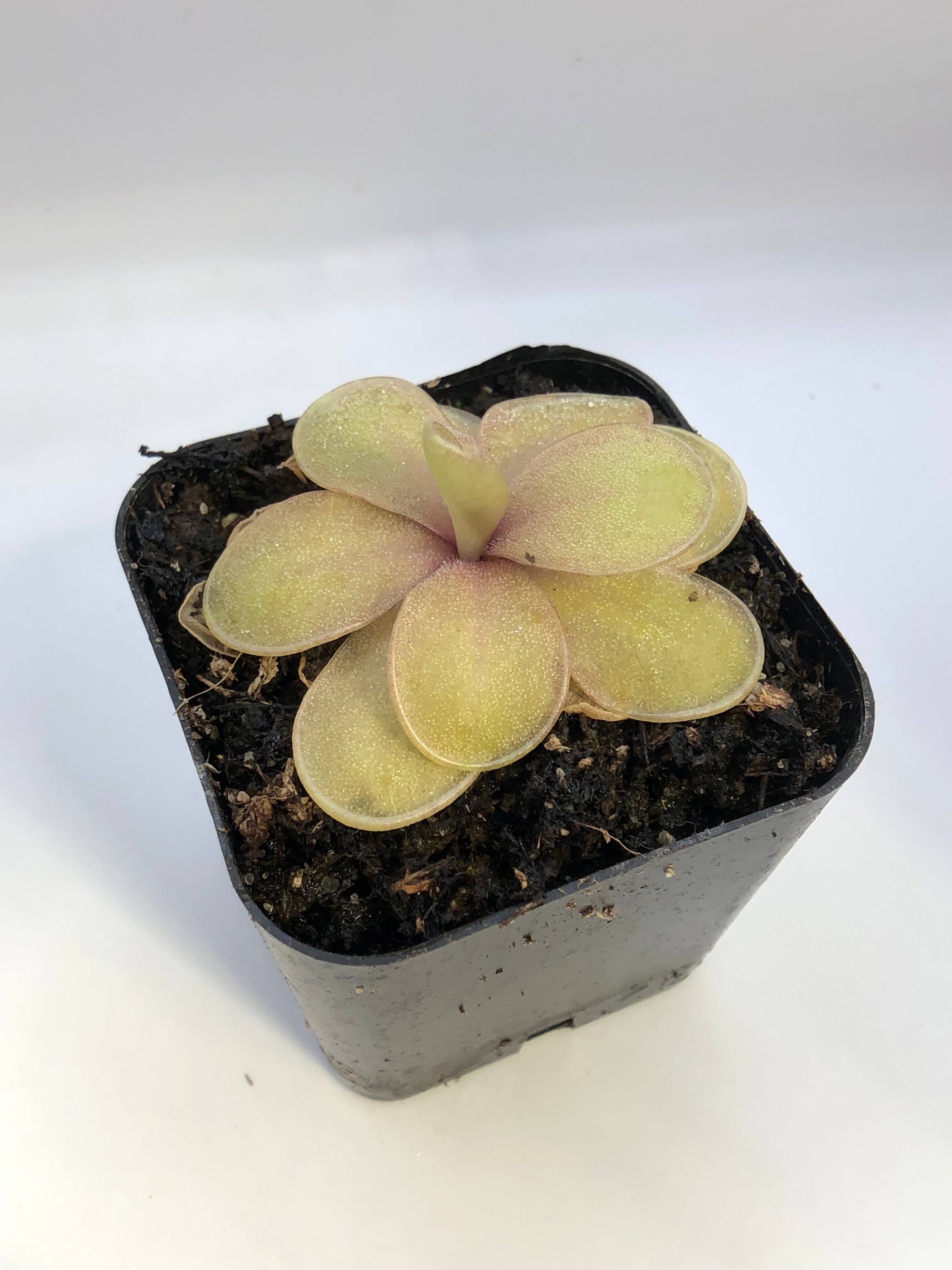 P. 'Riva' – Turlock Carnivores